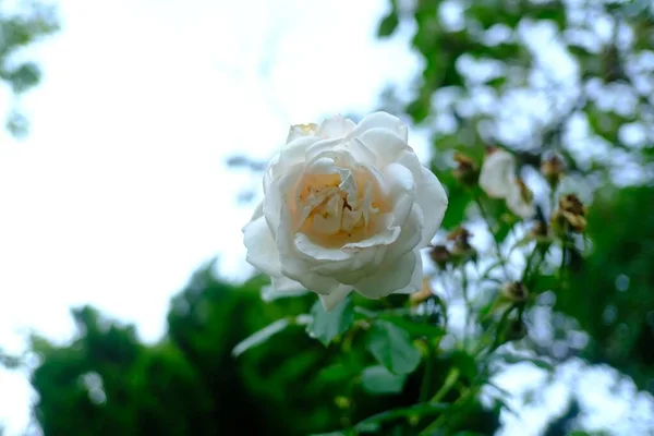Una Rosa Bianca Durante Una Balade Vicino Castello Francese — Foto Stock
