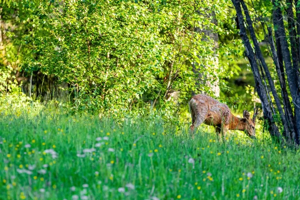 Ciervo Majestuoso Caminando Campo Siempreverde Bosque Durante Día — Foto de Stock