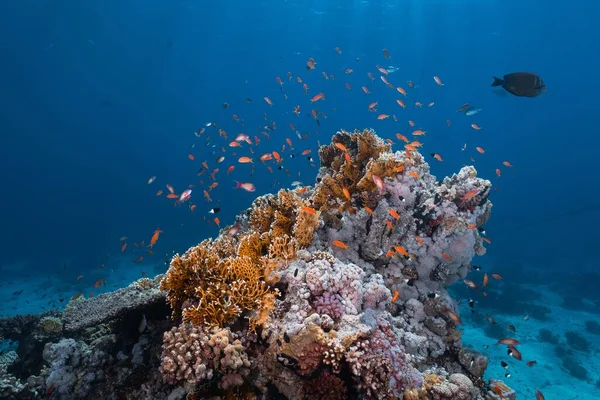 Pohled Krásné Ryby Plavat Kolem Korálů Pod Mořem — Stock fotografie