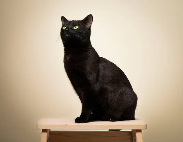 Eine Entzückende Schwarze Katze Sitzt Auf Einem Holzstuhl Auf Weißem — Stockfoto