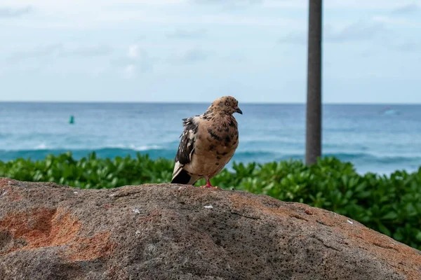 太平洋を見下ろす岩の上にカラフルな鳩 — ストック写真