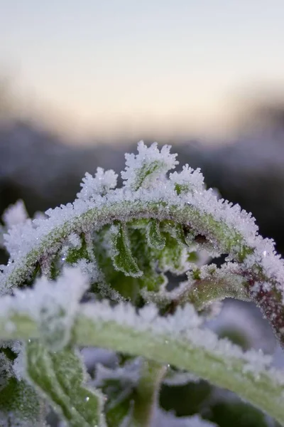 凍った緑の植物の垂直ショット — ストック写真