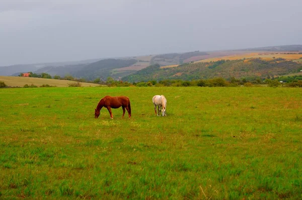 Δύο Άλογα Βόσκουν Στο Πράσινο Πεδίο Ενάντια Στο Απέραντο Τοπίο — Φωτογραφία Αρχείου