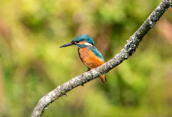 Common Kingfisher Perched Branch — Stock Photo, Image