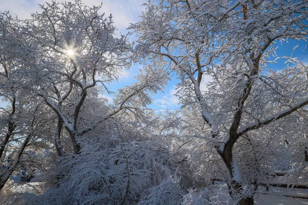Eine Winterlandschaft Aus Schönen Gefrorenen Bäumen Einem Schneebedeckten Feld Tageslicht — Stockfoto