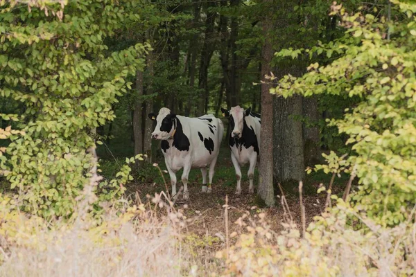 Прекрасный Вид Черно Белых Коров Среди Деревьев — стоковое фото