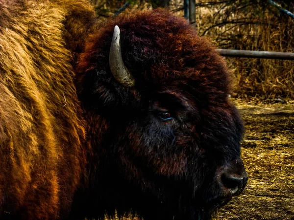 Nahaufnahme Eines Braun Behaarten Amerikanischen Bisons Auf Einer Eingezäunten Farm — Stockfoto