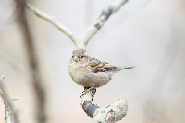 House Sparrow Sedí Větvi Rozmazaném Pozadí — Stock fotografie