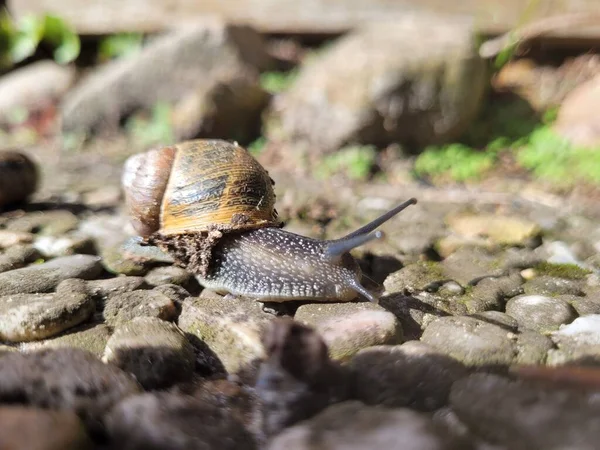 Ένα Κοντινό Πλάνο Του Σαλιγκαριού Gastropoda Σέρνεται Πάνω Από Τις — Φωτογραφία Αρχείου