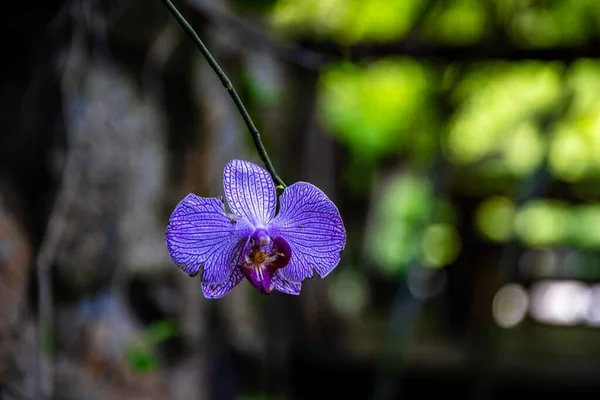 Closeup Shot Beautiful Purple Orchid Phalaenopsis Modesta Its Natural Habitat — Stock Photo, Image