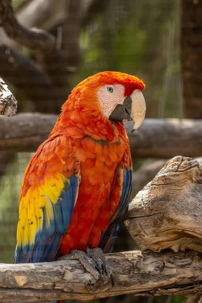Szczelne Ujęcie Macaw Siedzącej Gałęzi Rozmytym Tle — Zdjęcie stockowe