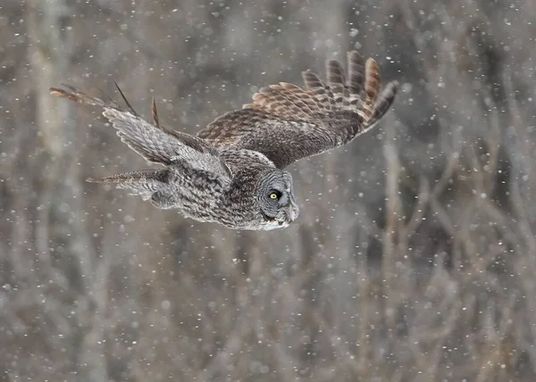 雪の降る雨の中飛行中の偉大な灰色のフクロウ — ストック写真