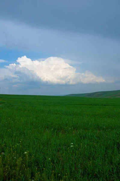 Vertikal Bild Ett Färskt Grönt Fält Med Blå Himmel Bakgrunden — Stockfoto