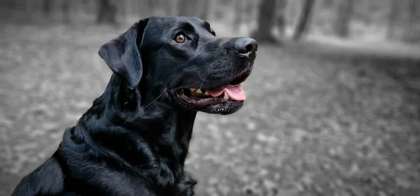 Μια Πανοραμική Λήψη Ενός Μαύρου Σκύλου — Φωτογραφία Αρχείου