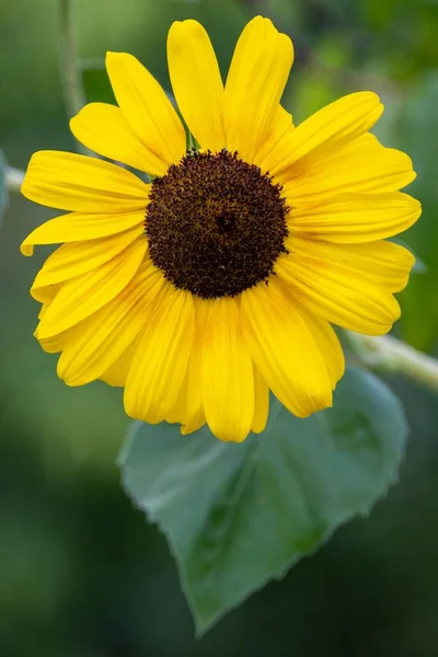 Fotografie Verticală Unei Floarea Soarelui Frumoase — Fotografie, imagine de stoc