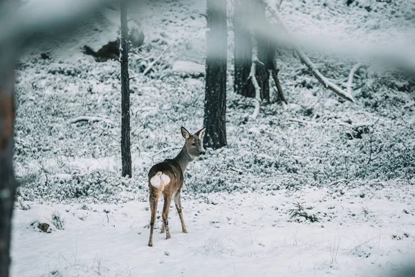 Uma Vista Panorâmica Veado Majestoso Uma Floresta Mágica Inverno Dia — Fotografia de Stock