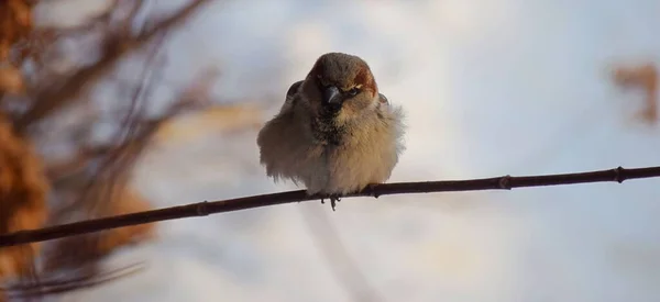 Неглибокий Фокус Птаха Горобця Деревній Гілці — стокове фото