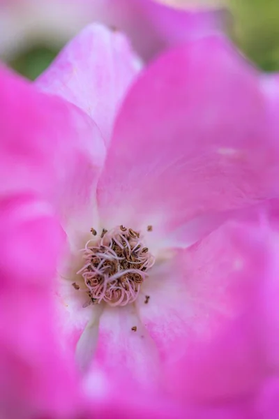 Nærbilde Rosa Blomst Blomstersesongen – stockfoto