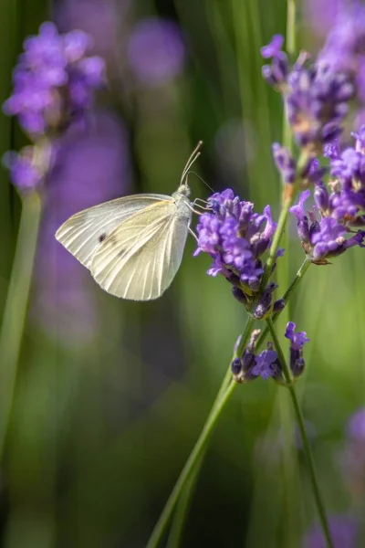 Egy Fehér Pillangó Függőleges Képe Lila Virágon — Stock Fotó