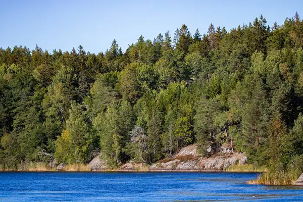 Malowniczy Widok Gęstych Bujnych Zielonych Drzew Nad Brzegiem Jeziora Szwecji — Zdjęcie stockowe
