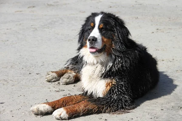 Een Afbeelding Van Een Zittende Berner Mountain Dog Het Zand — Stockfoto