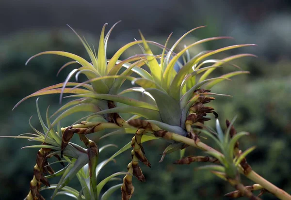 在哈尔和萨尔植物园模糊的背景下 Tillandsia Spotlight植物的特写 — 图库照片