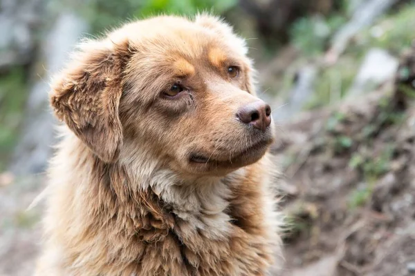 stock image A closeup of a Nova Scotia Duck Tolling Retriever outdoors