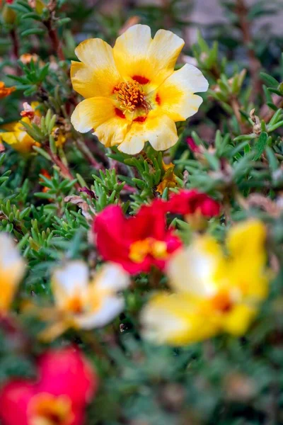 Eine Vertikale Aufnahme Schöner Moosrosen Portulailleblüten — Stockfoto