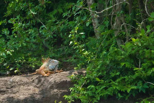 Sebuah Closeup Dari Laki Laki Hijau Iguana Pada Tebing Berbatu — Stok Foto