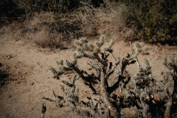 Uma Bela Paisagem Árvores Rochas Deserto Califórnia Eua — Fotografia de Stock