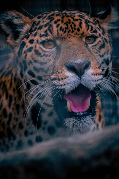 Sebuah Closeup Vertikal Dari Macan Tutul Megah Kebun Binatang — Stok Foto