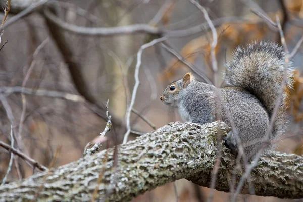 Esquilo Sentado Galho Árvore Contra Fundo Desfocado — Fotografia de Stock
