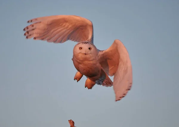 Closeup Snowy Owl Bubo Scandiacus Its Flight — Stock Photo, Image