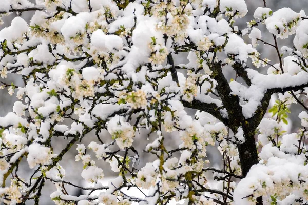 Karla Kaplı Çiçek Açan Bir Elma Ağacının Yakın Plan Çekimi — Stok fotoğraf