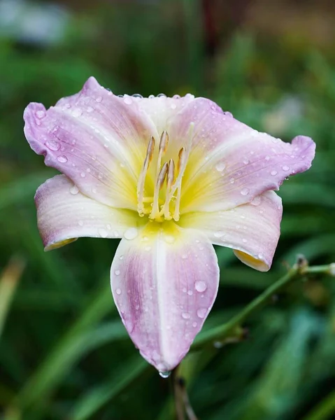 Vertical Closeup Shot Daylily Covered Water Droplets Found Growing Nature — Stock Photo, Image