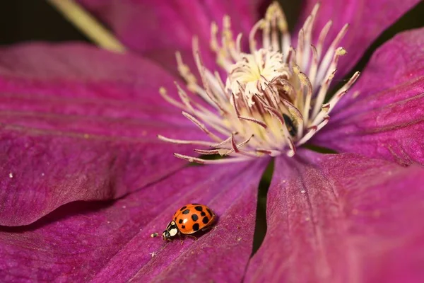 Bahçedeki Bir Çiçeğin Üzerindeki Uğur Böceğinin Yakın Plan Fotoğrafı — Stok fotoğraf