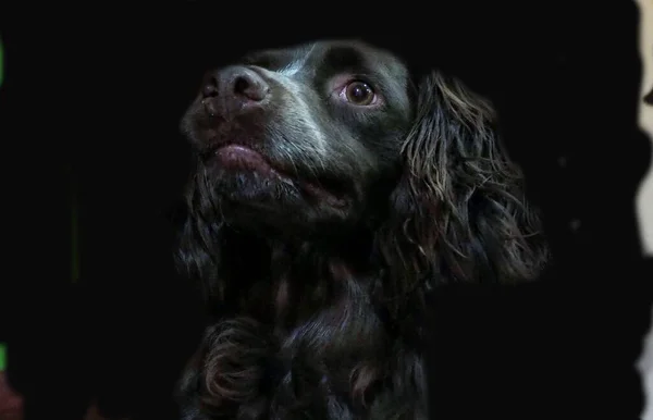 Retrato Close Cão Espanhol Alemão Deutscher Wachtelhund Sobre Fundo Preto — Fotografia de Stock