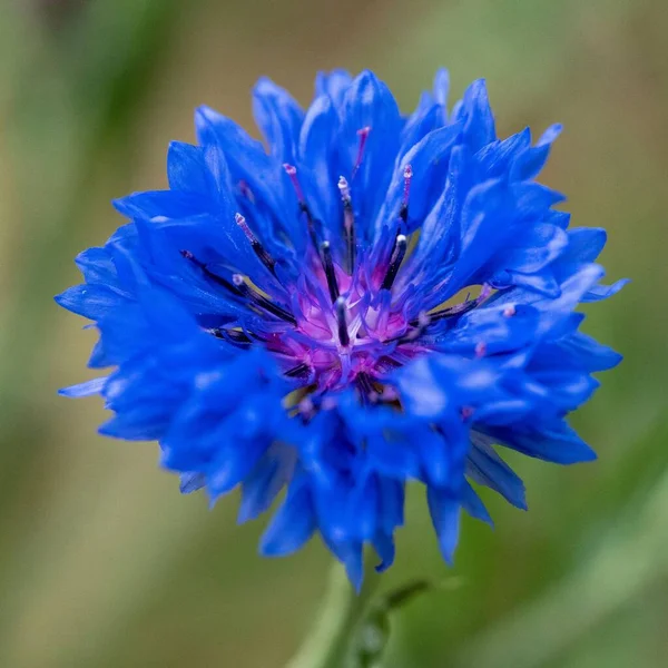 Eine Nahaufnahme Einer Blühenden Blauen Kornblume Vor Verschwommenem Hintergrund — Stockfoto