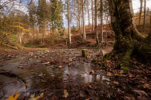 Krásný Záběr Špinavé Skalnaté Louže Lese — Stock fotografie