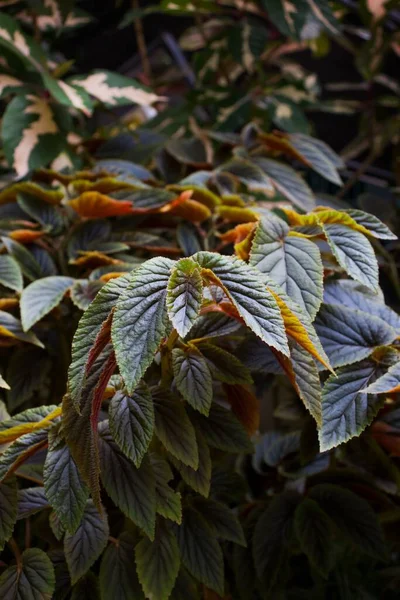 緑の葉の垂直ショットベゴニアAconitifolia — ストック写真