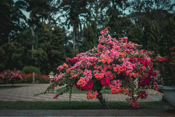 Bel Arbuste Rouge Fleuri Dans Jardin Avec Des Arbres Verts — Photo