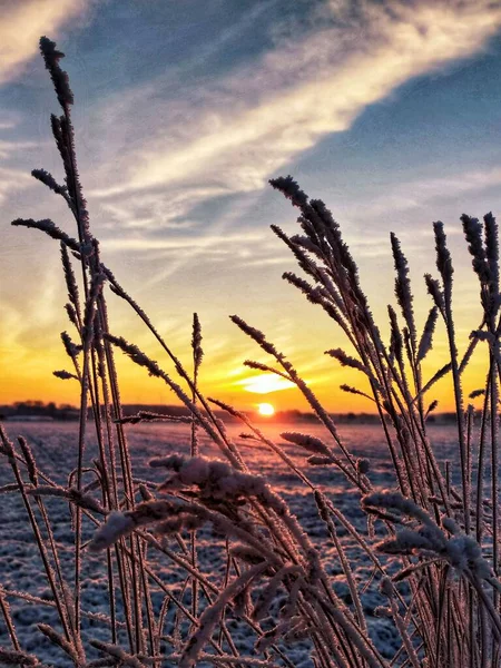日落时美丽的小麦的垂直拍摄 — 图库照片