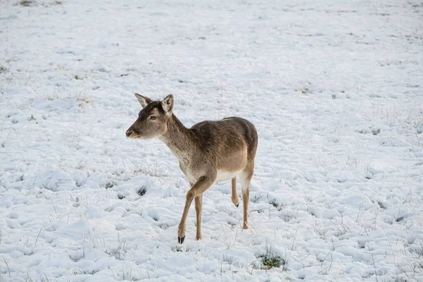 Gray Black European Fallow Deer Dama Dama Walking Snow Looking — Stock Photo, Image