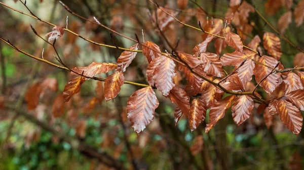 Zbliżenie Ujęcia Czerwonych Mokrych Liści Drzewie Rozmytym Tle — Zdjęcie stockowe