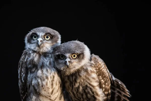 Closeup Shot Two Owls Isolated Black Background — Stock Photo, Image