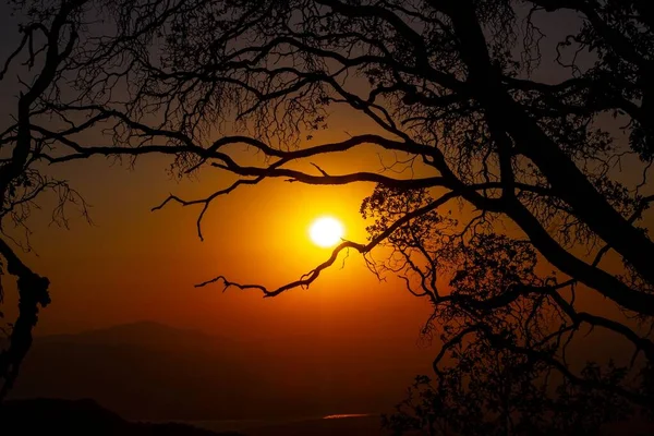 stock image A silhouette of tree in background of moon in sky during sunset