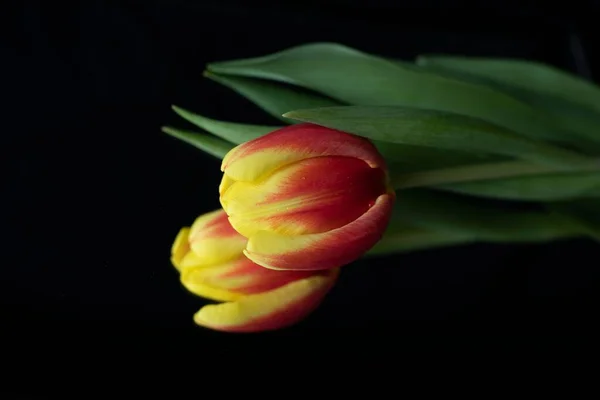 Eine Rote Und Gelbe Tulpe Mit Ihrem Spiegelbild Auf Schwarzem — Stockfoto
