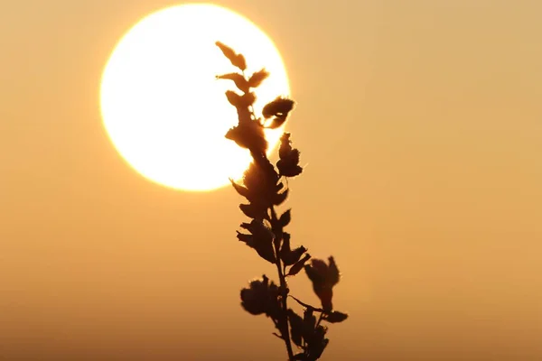 Silueta Árbol Florece Contra Cielo Dorado Del Atardecer — Foto de Stock