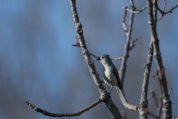 木の枝に立つ白鳥の姿を見ることができる — ストック写真