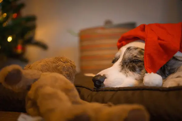 Söt Hund Bär Jultomte Hatt Julen — Stockfoto